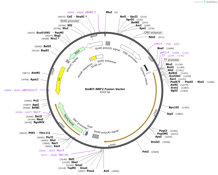 237126-plasmid-map-sequence-id-474908