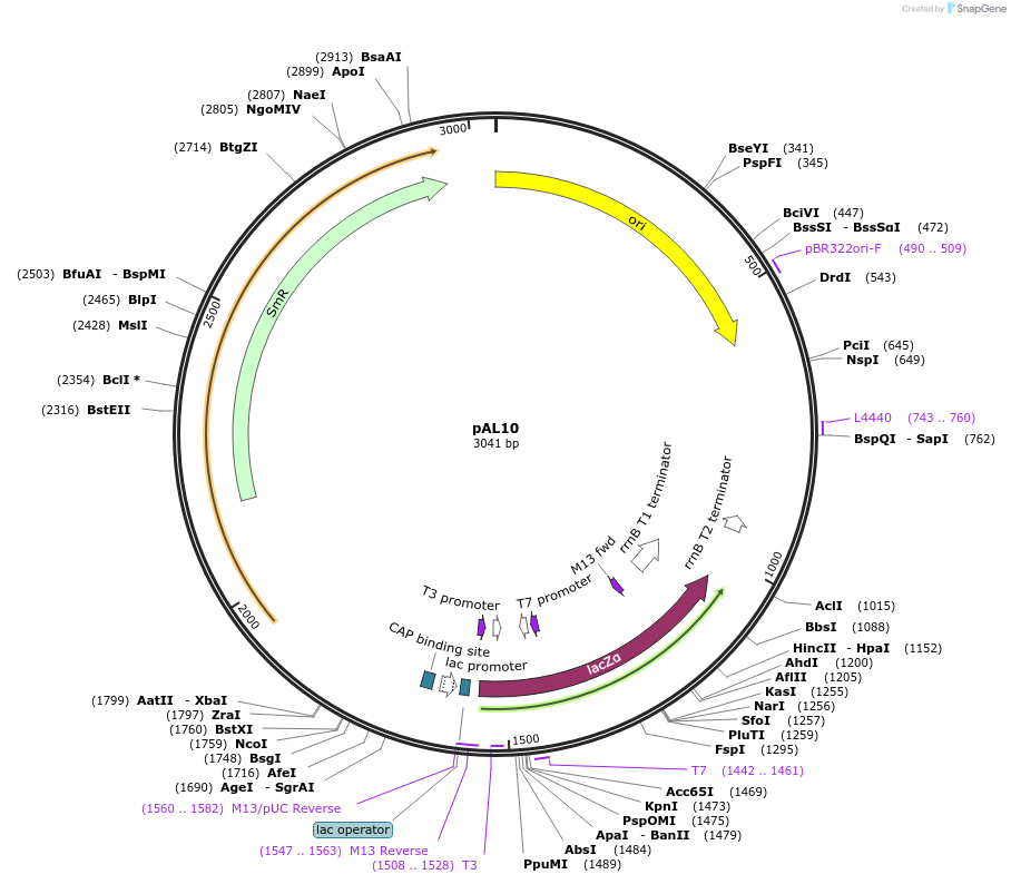 236006-plasmid-map-sequence-id-474910