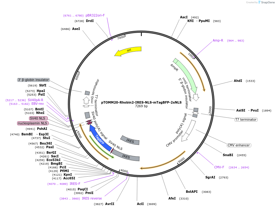 239022-plasmid-map-sequence-id-474930