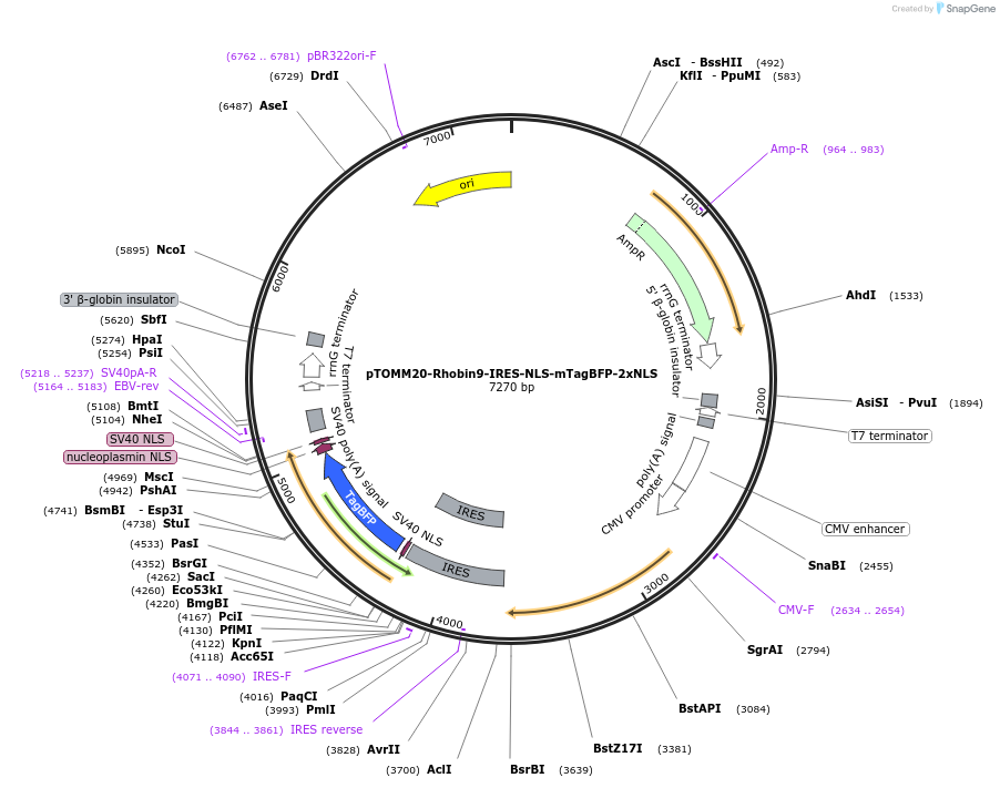 239023-plasmid-map-sequence-id-474932