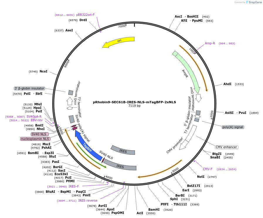 239025-plasmid-map-sequence-id-474933