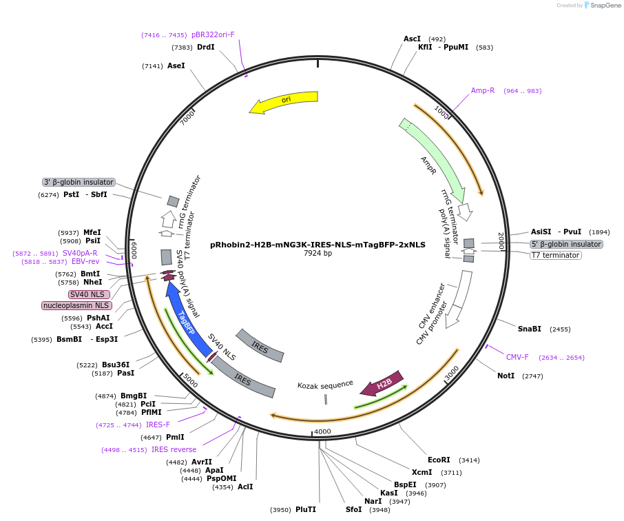 239020-plasmid-map-sequence-id-474935