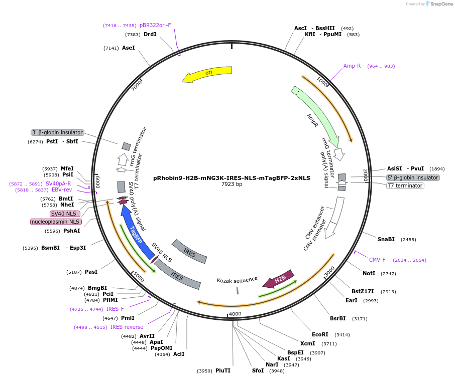 239021-plasmid-map-sequence-id-474938