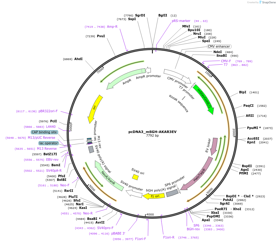 236207-plasmid-map-sequence-id-474942