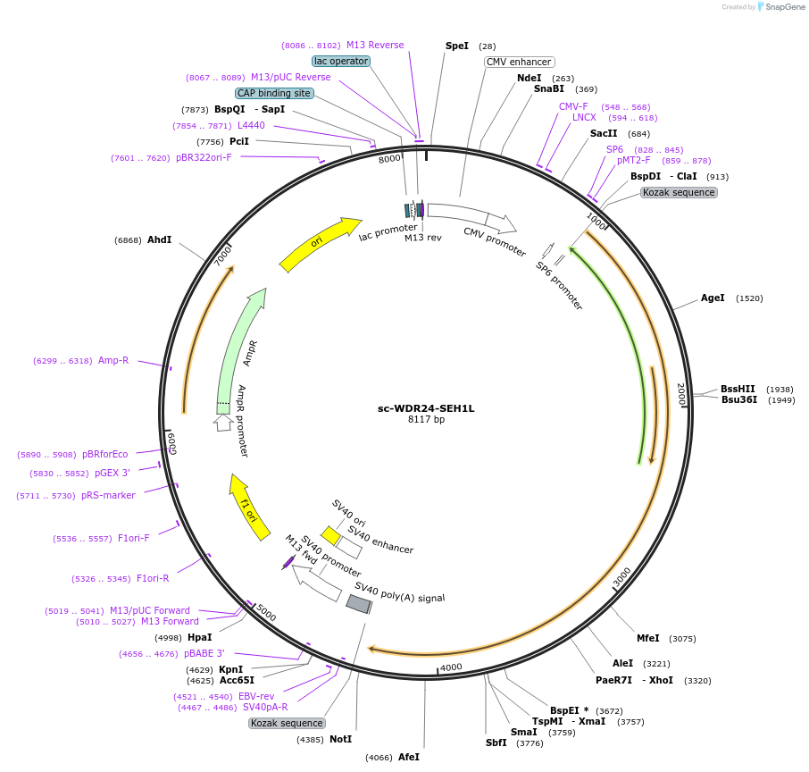 237418-plasmid-map-sequence-id-474947