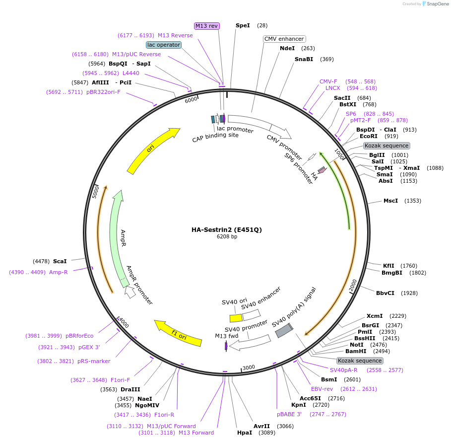 237420-plasmid-map-sequence-id-474948