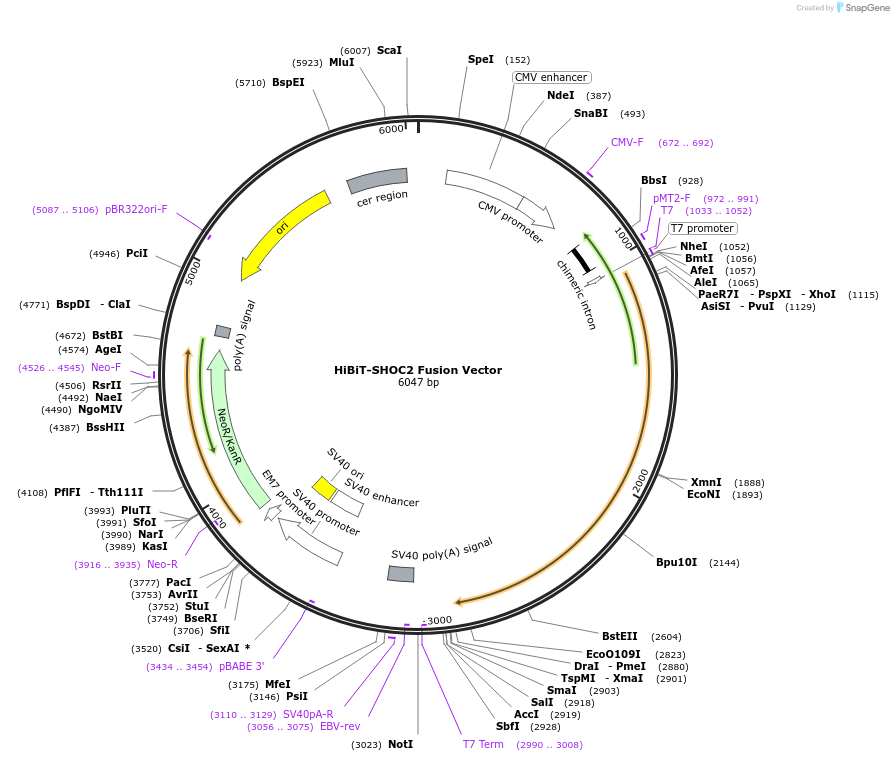 236897-plasmid-map-sequence-id-474953