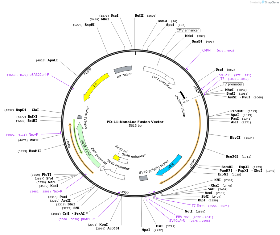 237129-plasmid-map-sequence-id-474957