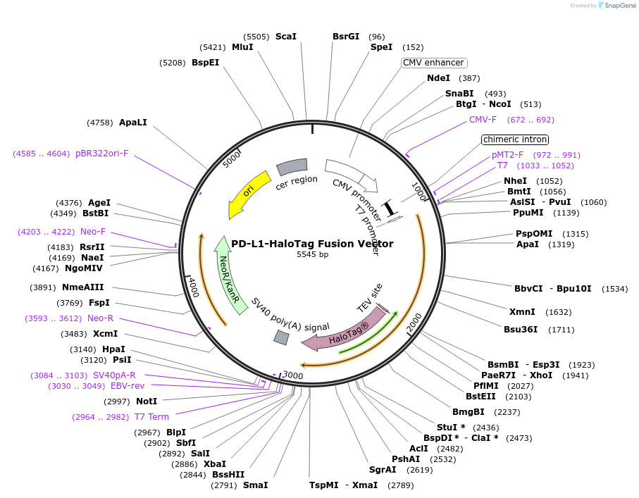 237128-plasmid-map-sequence-id-474958