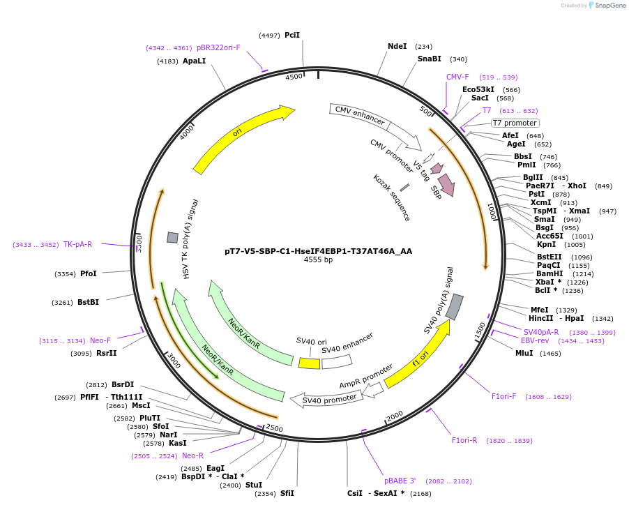 148248-plasmid-map-sequence-id-474960
