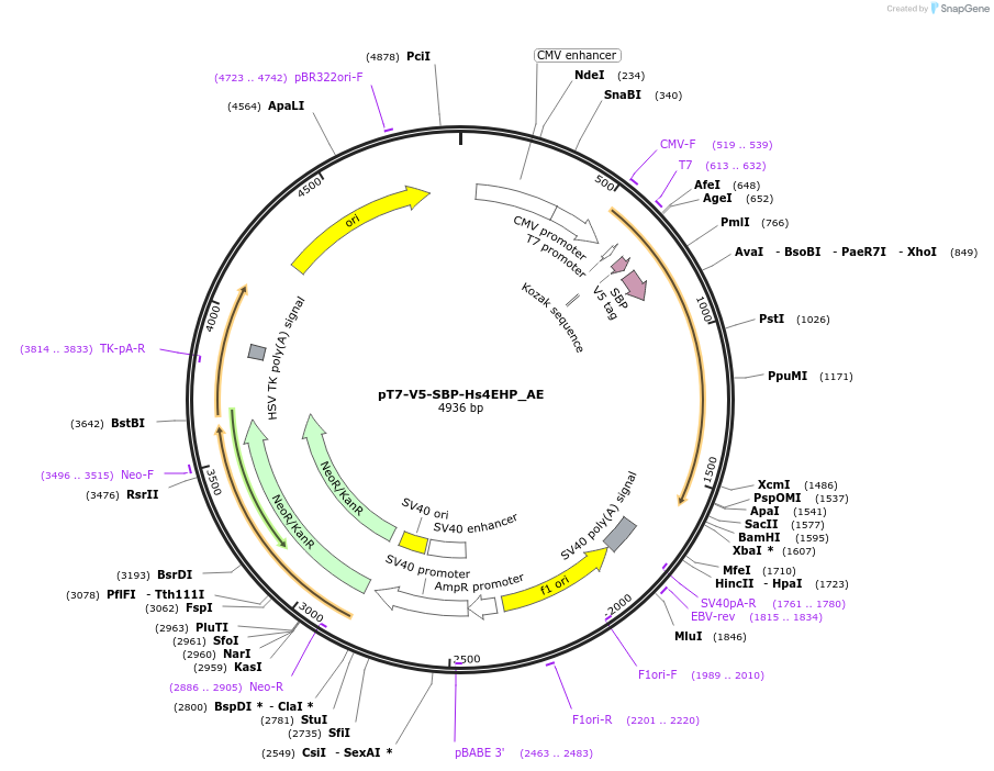 148588-plasmid-map-sequence-id-474962