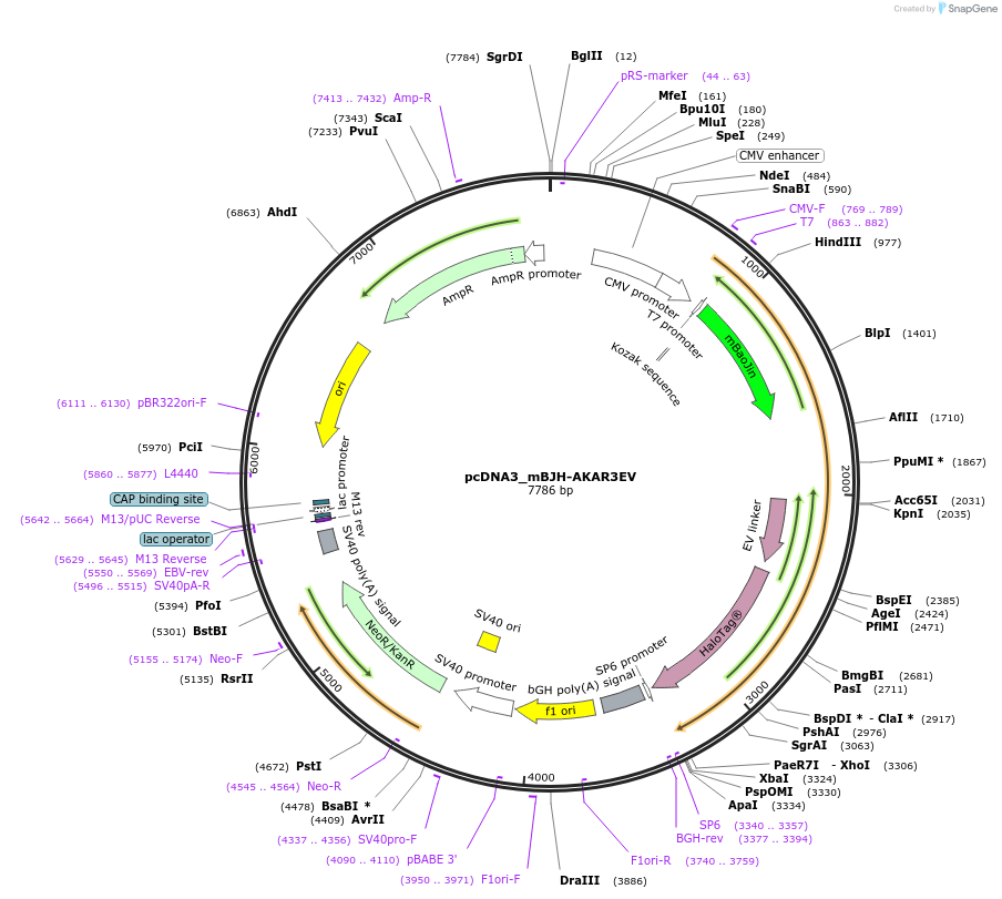 236206-plasmid-map-sequence-id-474964