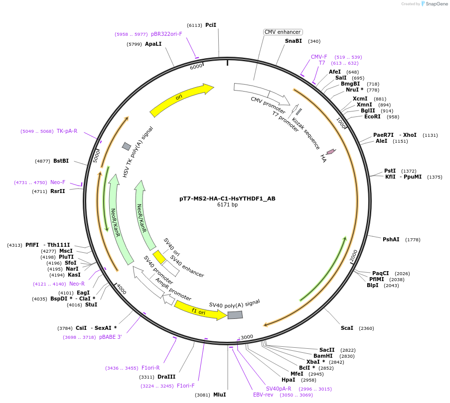 148316-plasmid-map-sequence-id-474970