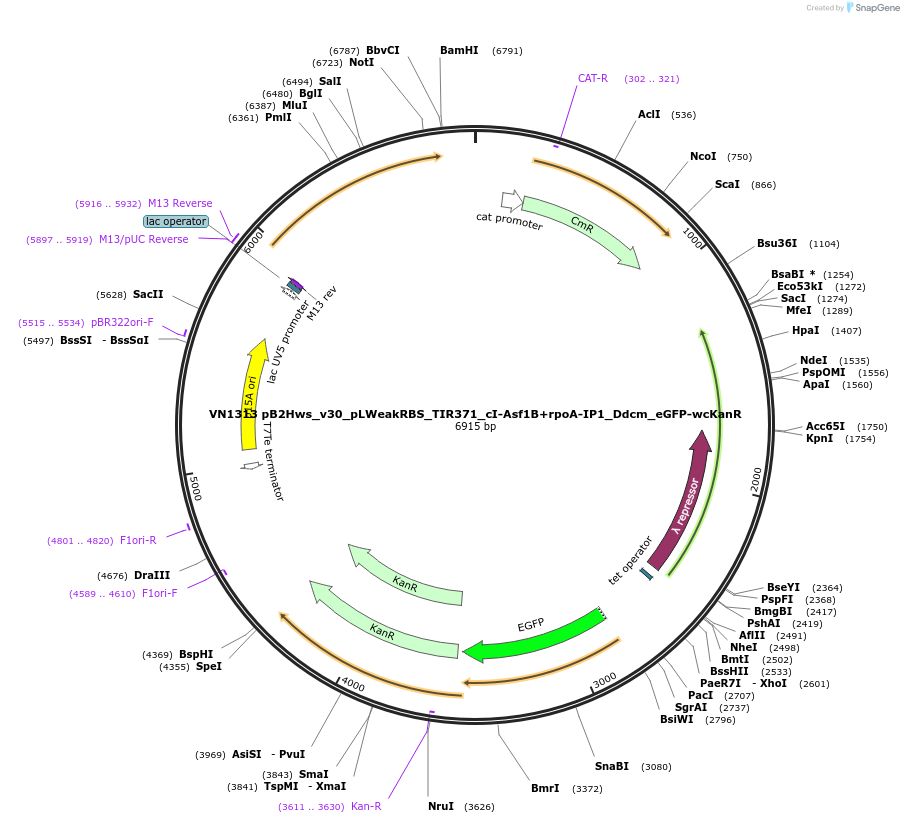 235110-plasmid-map-sequence-id-474971