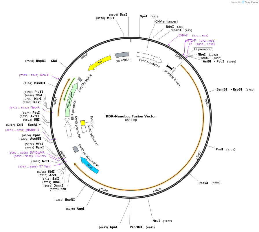 237210-plasmid-map-sequence-id-474976