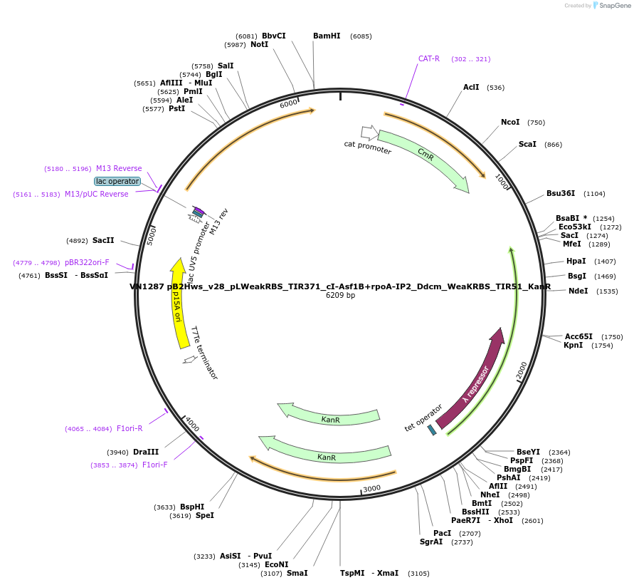 235116-plasmid-map-sequence-id-474978