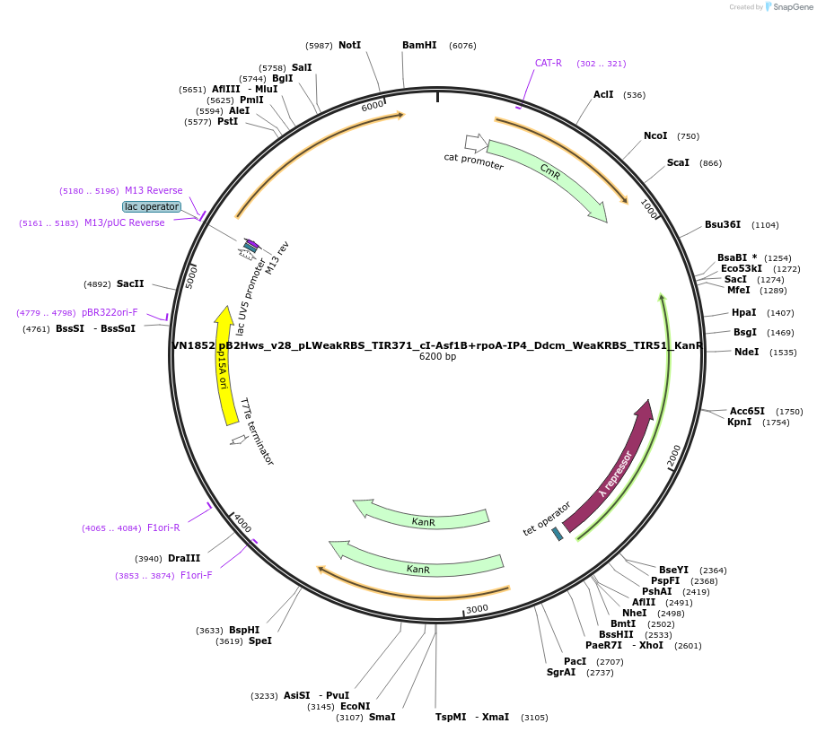 235118-plasmid-map-sequence-id-474979