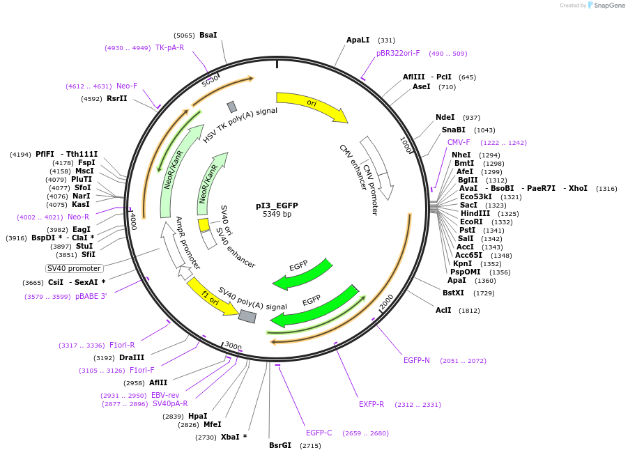 239335-plasmid-map-sequence-id-474985