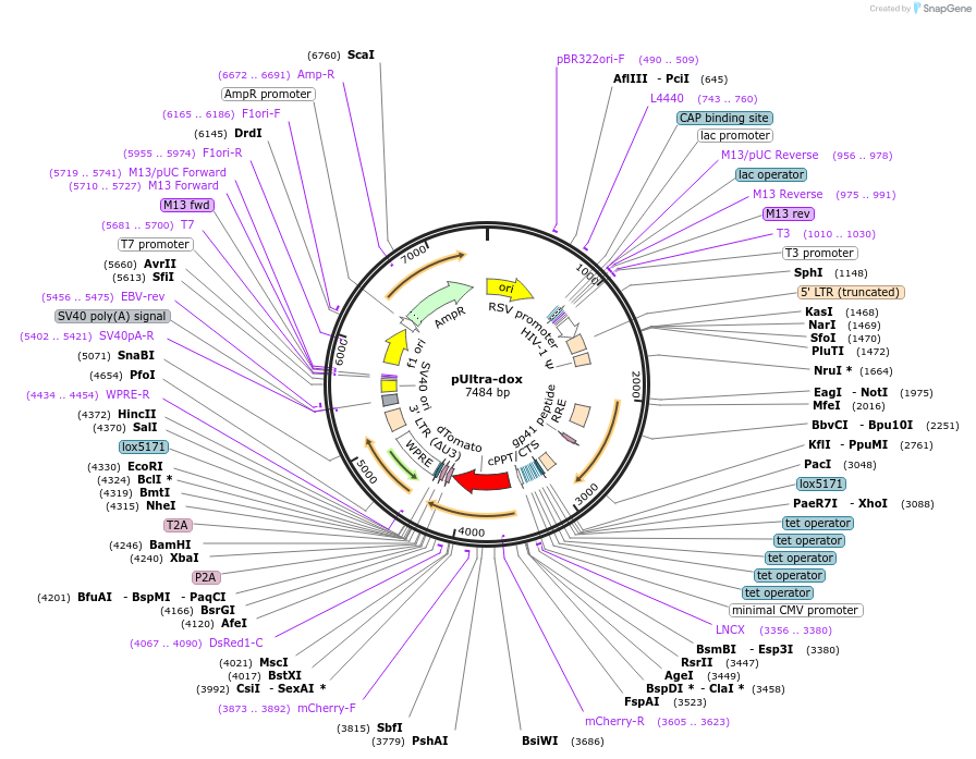 58749-plasmid-map-sequence-id-474986