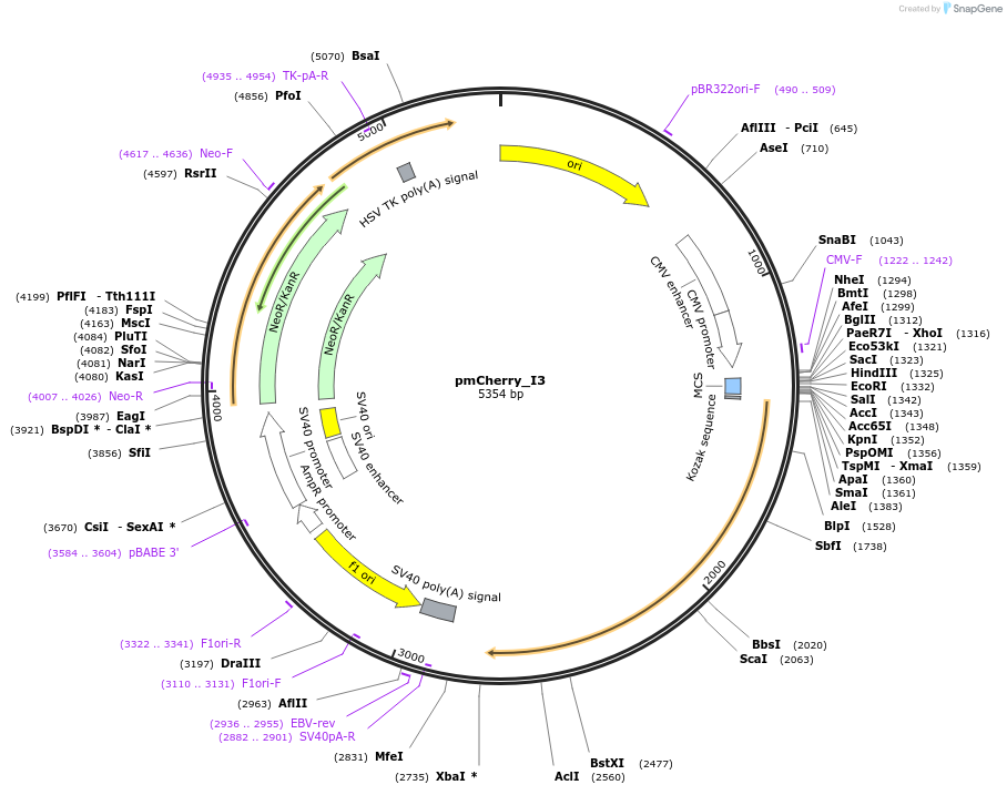 239340-plasmid-map-sequence-id-474987