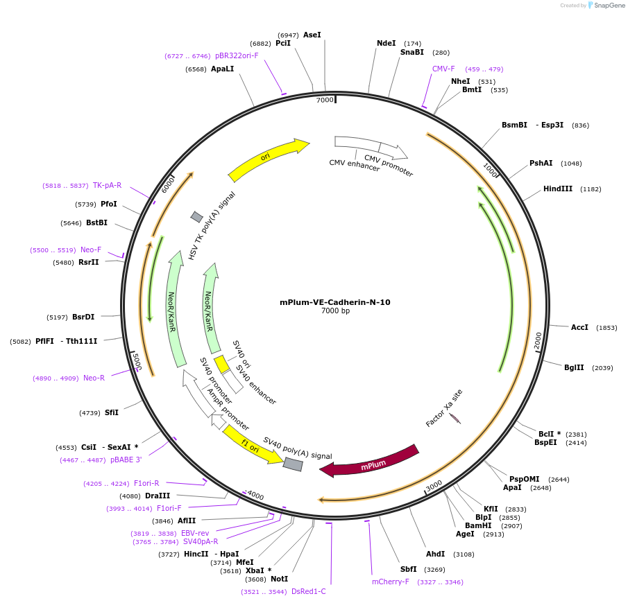 56005-plasmid-map-sequence-id-474989