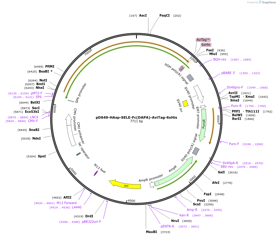 156908-plasmid-map-sequence-id-475004