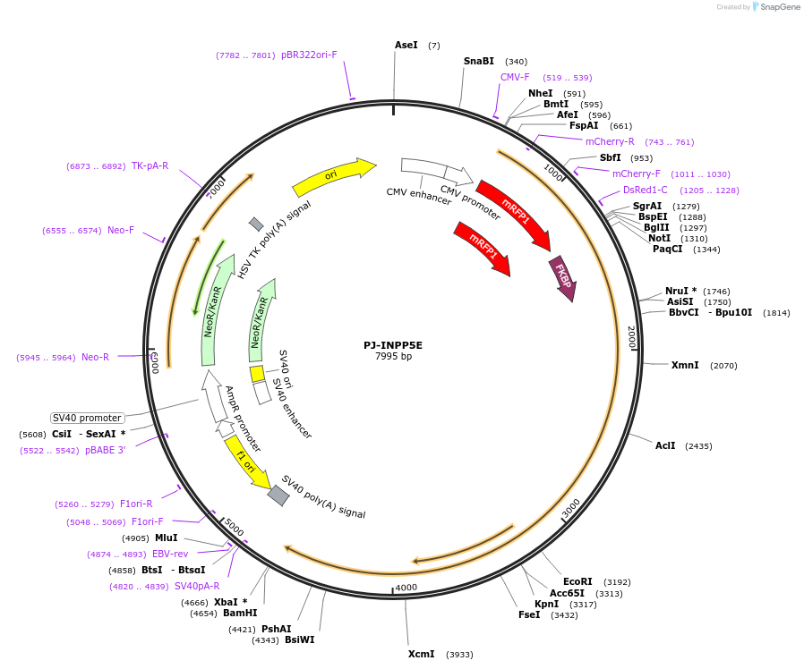 38001-plasmid-map-sequence-id-47531