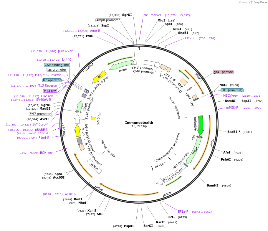 239446-plasmid-map-sequence-id-475337