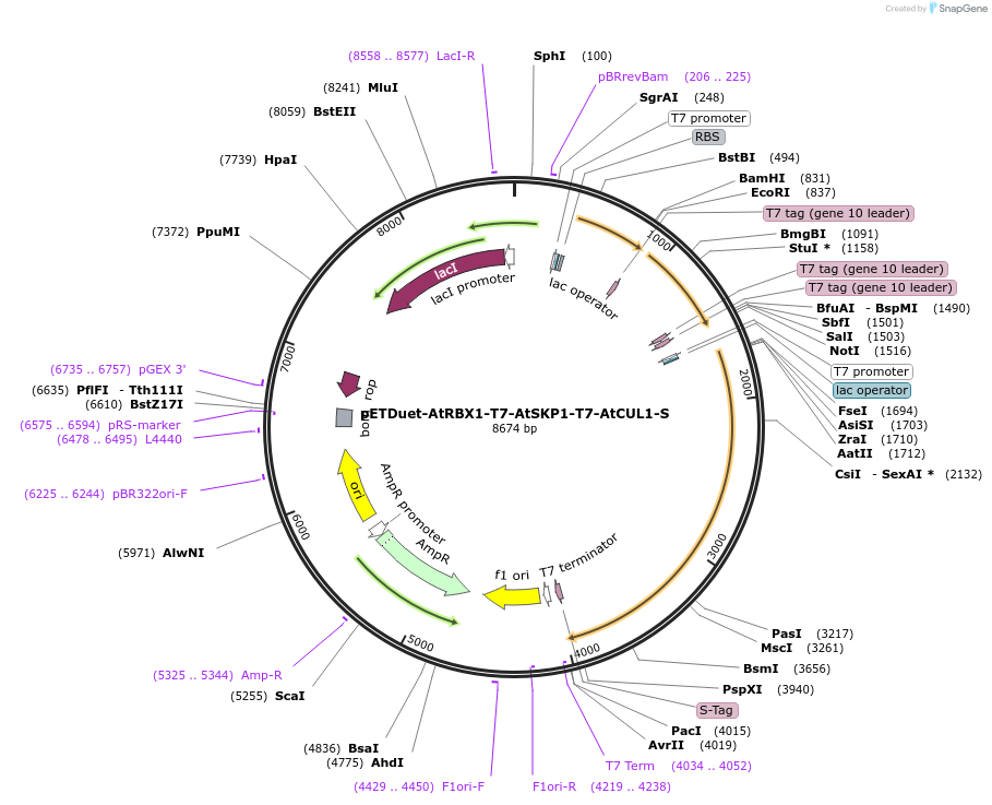 238003-plasmid-map-sequence-id-475341