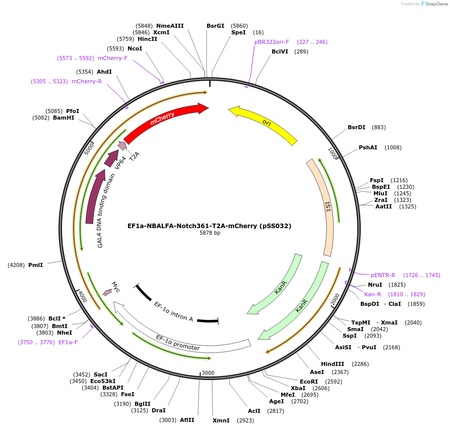236336-plasmid-map-sequence-id-475343