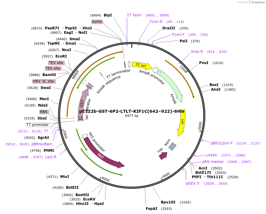 222289-plasmid-map-sequence-id-475372