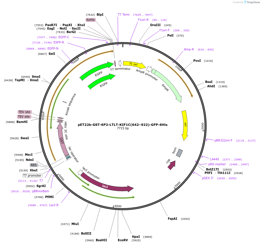 222288-plasmid-map-sequence-id-475373