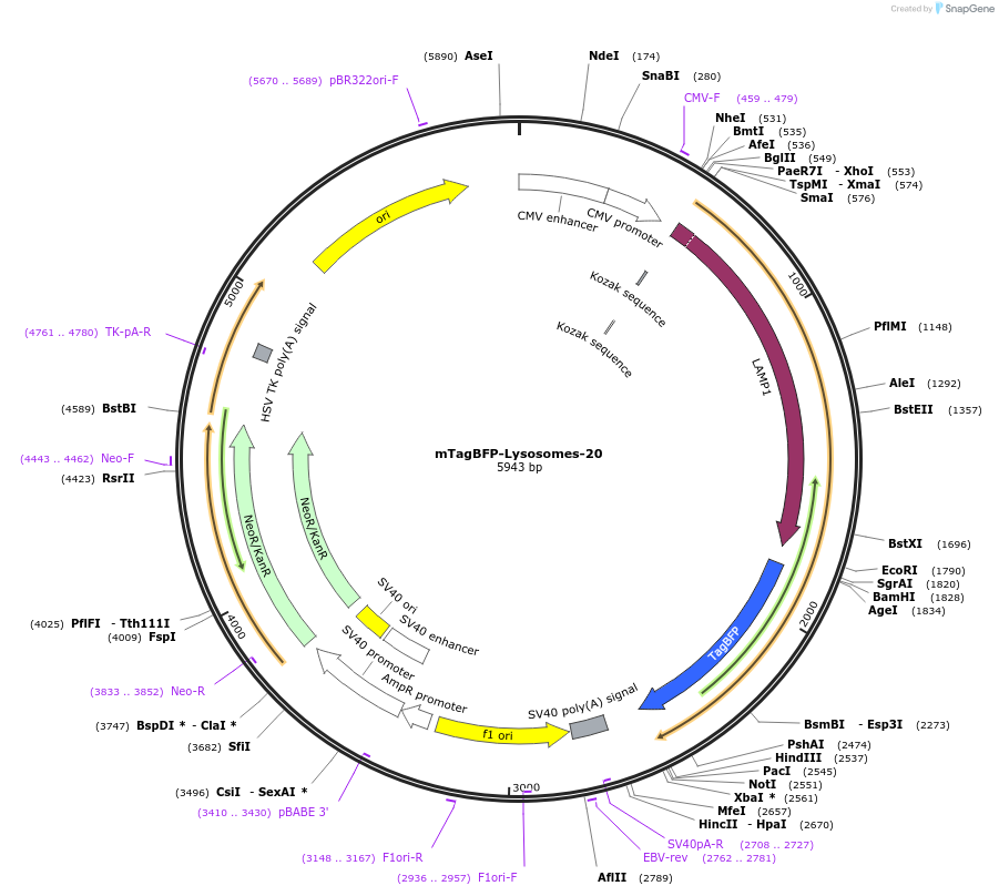55263-plasmid-map-sequence-id-475375