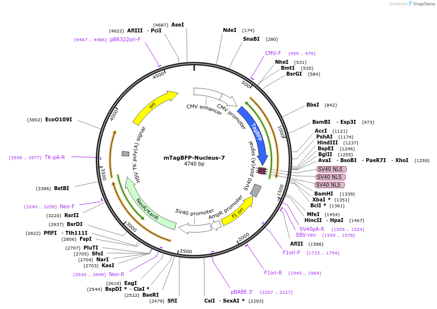 55265-plasmid-map-sequence-id-475376