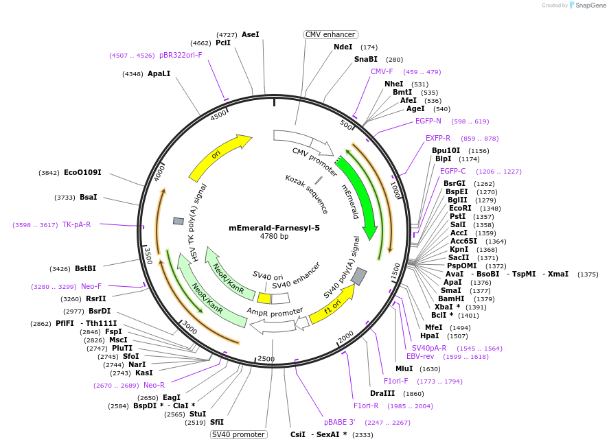 54093-plasmid-map-sequence-id-475392