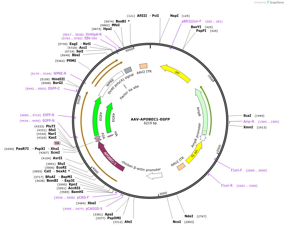 209324-plasmid-map-sequence-id-475398
