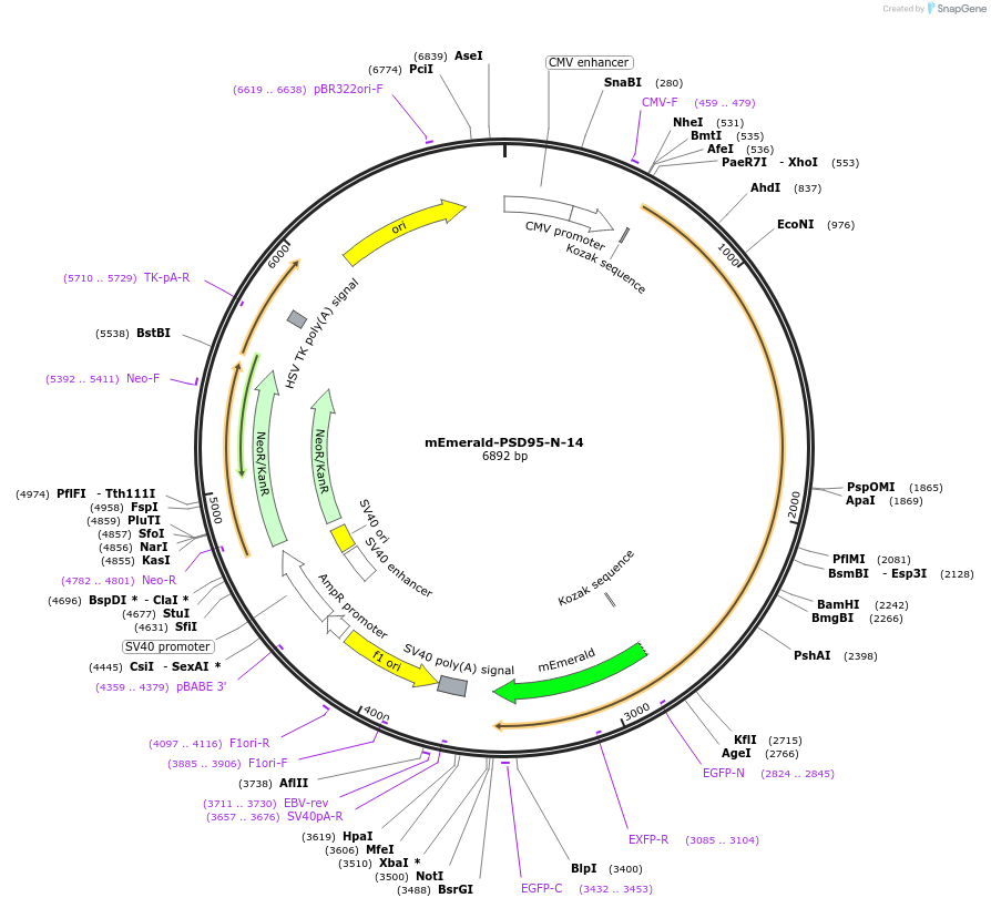 54239-plasmid-map-sequence-id-475412