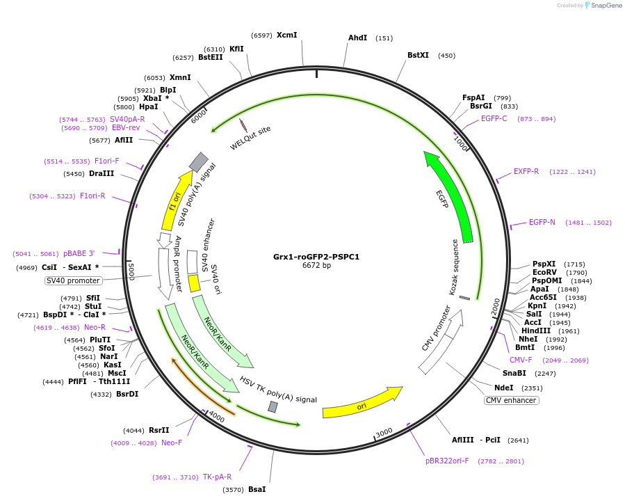 236549-plasmid-map-sequence-id-475413