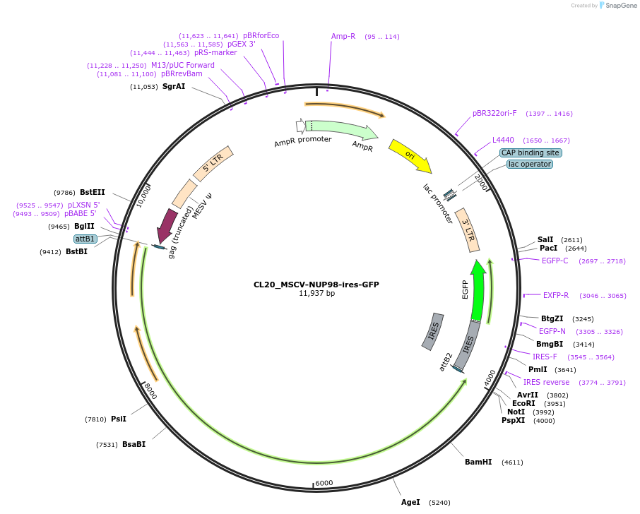 237481-plasmid-map-sequence-id-475537