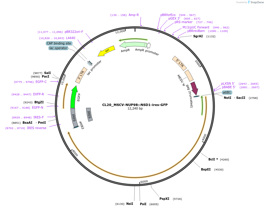 237483-plasmid-map-sequence-id-475541