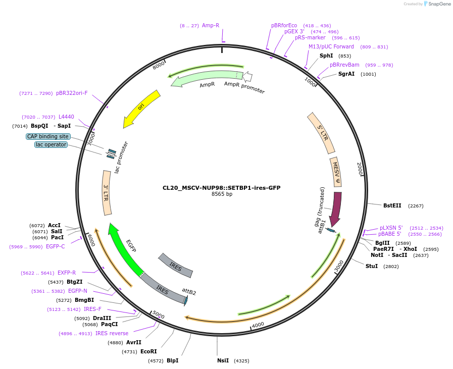 237490-plasmid-map-sequence-id-475542
