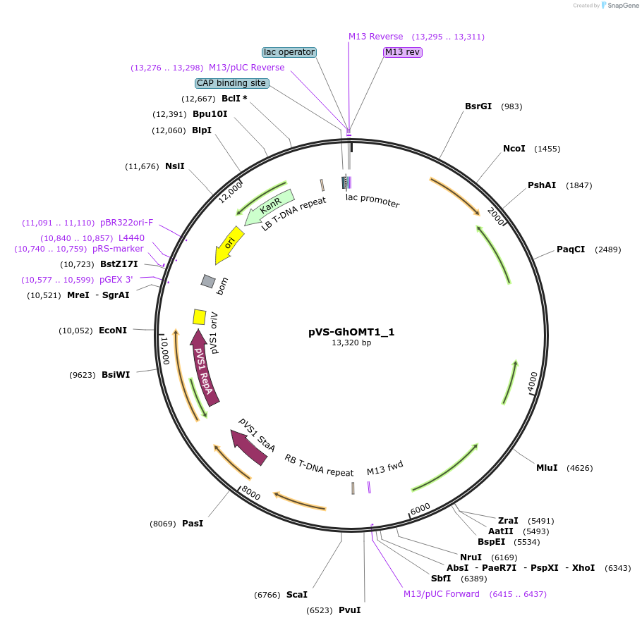 234903-plasmid-map-sequence-id-475543