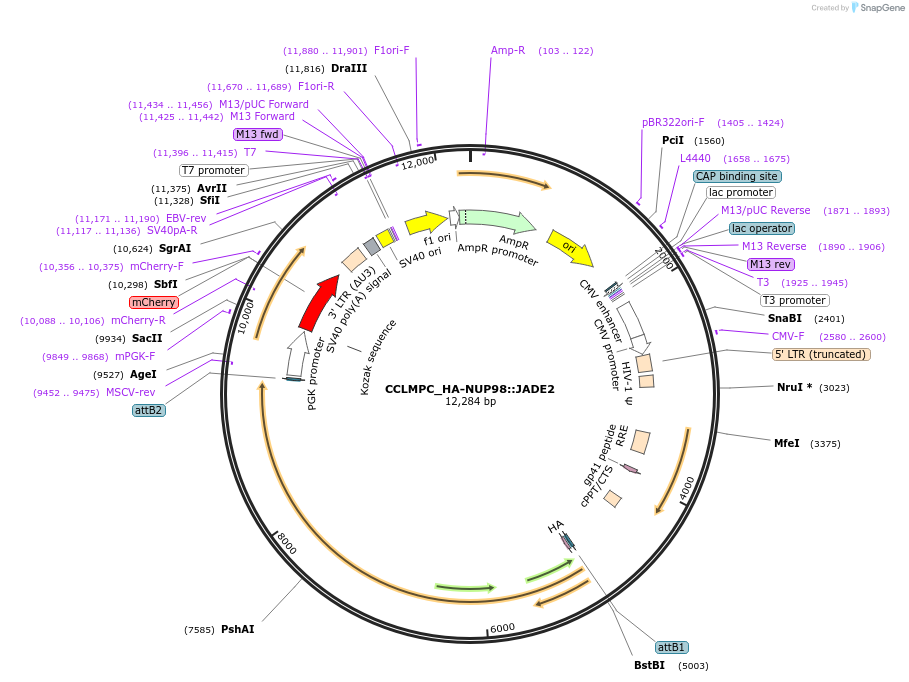 237488-plasmid-map-sequence-id-475545