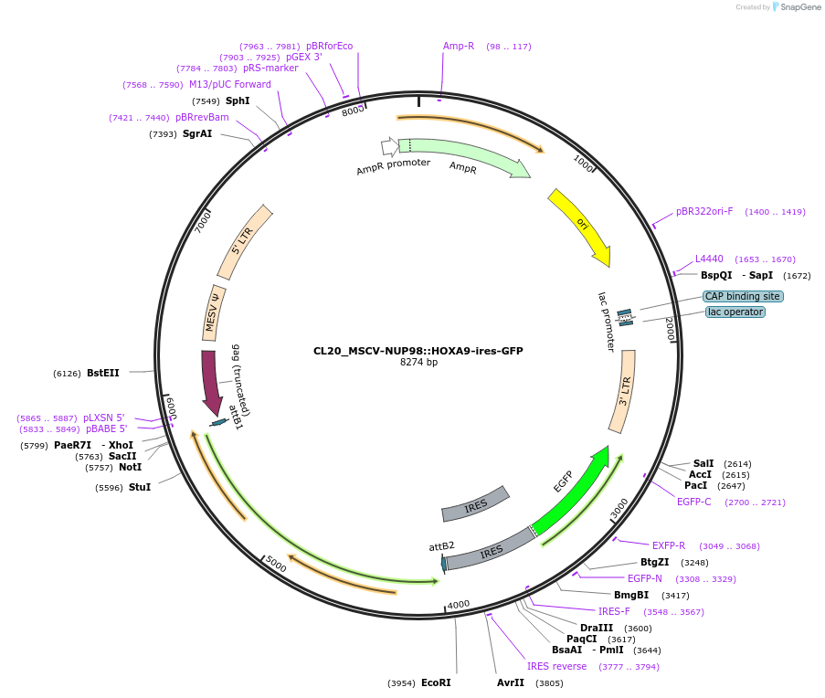 237484-plasmid-map-sequence-id-475549