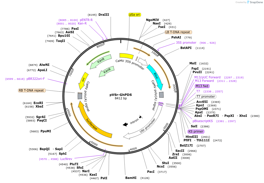 234931-plasmid-map-sequence-id-475552