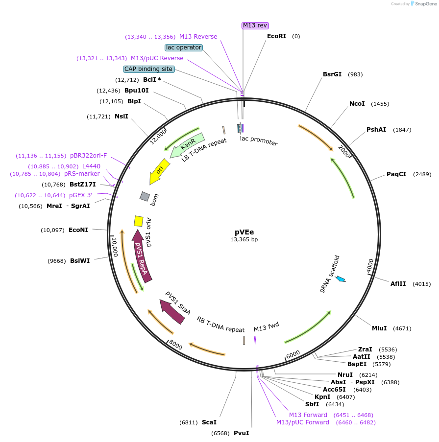 234928-plasmid-map-sequence-id-475555