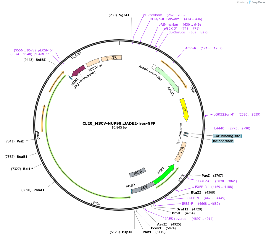 237487-plasmid-map-sequence-id-475618