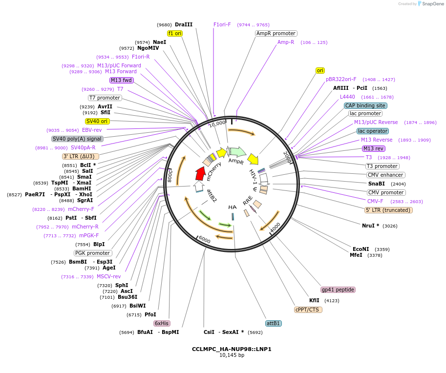 237495-plasmid-map-sequence-id-475624