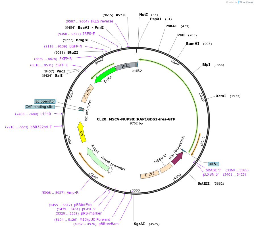 237485-plasmid-map-sequence-id-475630