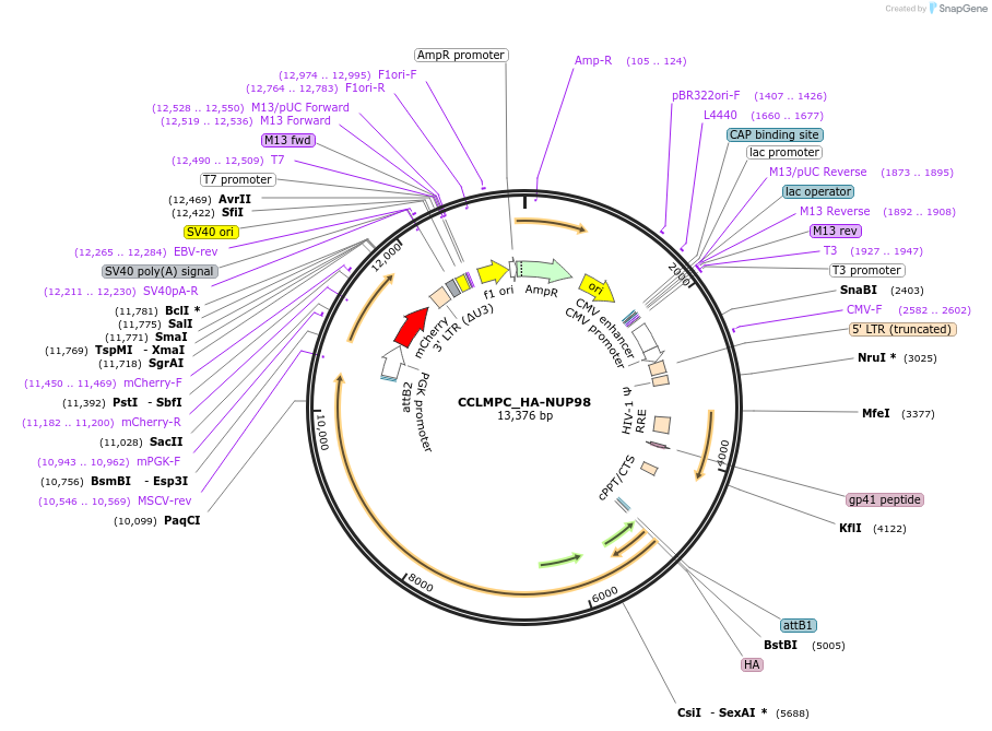 237482-plasmid-map-sequence-id-475633